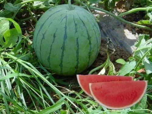 热门大瓜有哪些