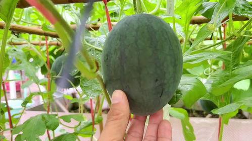 近期吃瓜视频,近期热门视频盘点