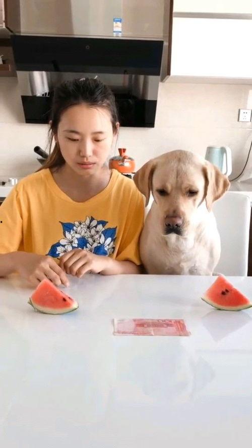 吃瓜视频每日大赛,每日热门视频盘点，揭秘娱乐圈幕后故事